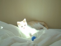 ま、眩しすぎる...！　ベッドで寝転んでいたら、神々しく発光してしまったニャンコ