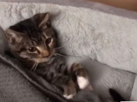 ママン、何か忘れてない？寝るときにアレを欲する猫