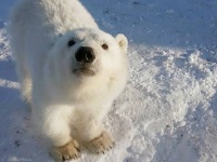 母親を亡くしたホッキョクグマの子、炭鉱作業員に救助され、子犬のようになつく（ロシア）