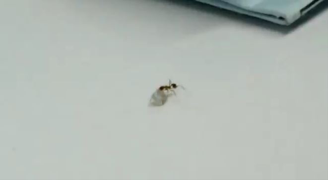 ダイヤモンド窃盗犯