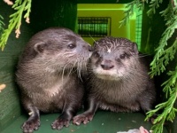 パートナーを失ったコツメカワウソ同士が、再び愛に巡り合うまでの物語