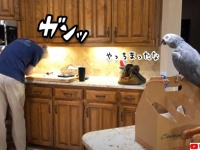 台所で頭をぶつけた飼い主に「大丈夫？」ととっさに声をかけ気遣うヨウム