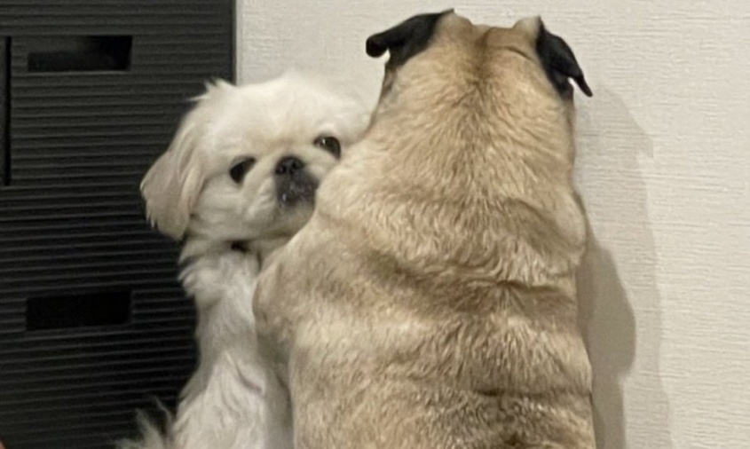 「横綱」ＶＳ「小結」、深夜のリビングでコッソリ取り組み　しっかり「喉輪」も決まってる？