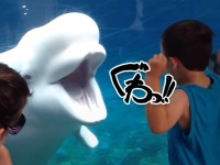 シロイルカ、人間を驚かせる技を覚える