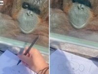 オランウータン「これ、私を描いてくれているの？」と、ガラス越しの似顔絵にほっこりする