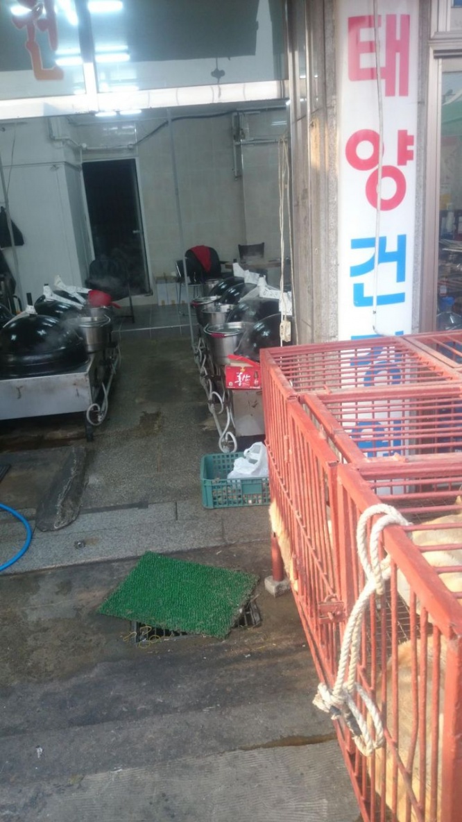 食用犬
