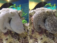 タコも夢を見るのか？眠っている間に体の色を変化させるタコの貴重な映像