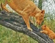 ライオンのお母さんが4頭の子供たちにやさしく木の登り方を教える