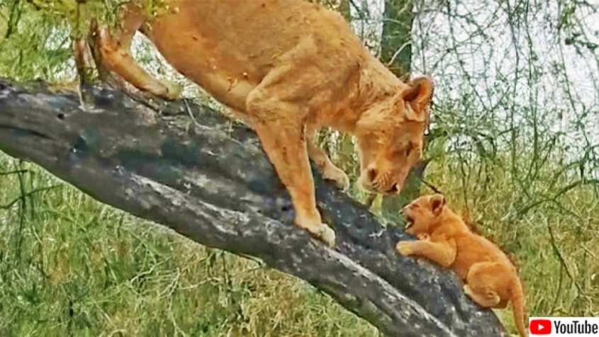 ライオンのお母さんが4頭の子供たちにやさしく木の登り方を教える