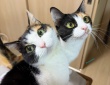 キュルキュルおめめが可愛い～と思っていたら……なんだかケルベロスみたい？キュートなネコちゃんたちが話題