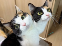 キュルキュルおめめが可愛い～と思っていたら……なんだかケルベロスみたい？キュートなネコちゃんたちが話題