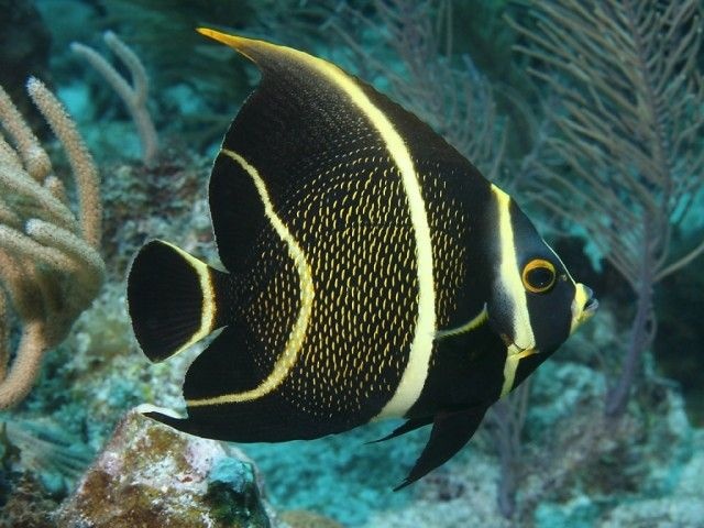 French-Angelfish_e
