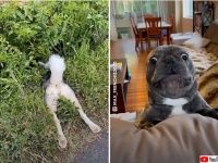 一生懸命だから面白い。毎日を楽しく生きる犬たちのユニークな日常動画総集編