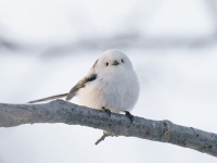 雪の妖精に出会う旅。新富良野プリンスホテルに「とことん！シマエナガ旅」プランが登場