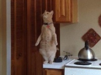 またか。猫、直立してテントウムシを狩ろうとする姿を激写されていた