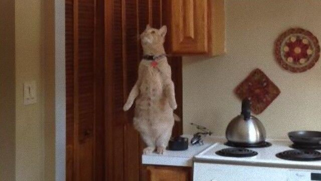 またか。猫、直立してテントウムシを狩ろうとする姿を激写されていた