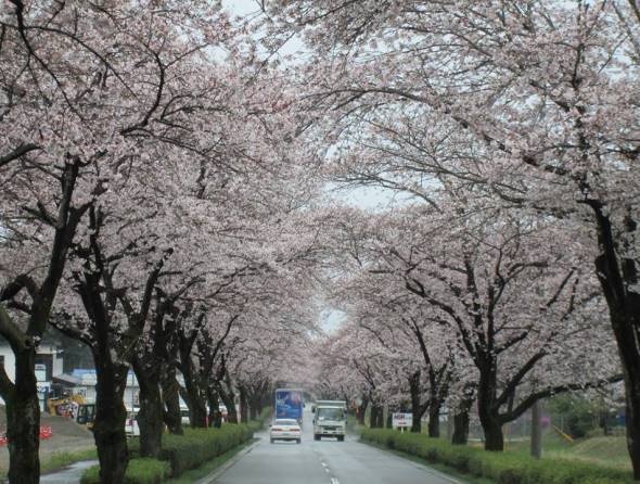 2017年4月、桜のトンネル（肥後おおづ観光協会フェイスブックより）
