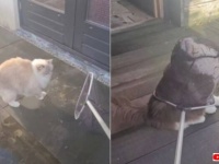 こういうところにも性格が出る？愛猫たちを網ですくってみようとした結果