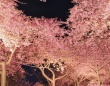 満開の桜の木の下を、上を向いて歩いていたら...　見つけた〝奇跡〟に2万人感動