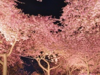 満開の桜の木の下を、上を向いて歩いていたら...　見つけた〝奇跡〟に2万人感動