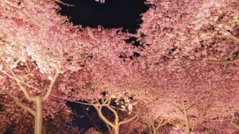 満開の桜の木の下を、上を向いて歩いていたら...　見つけた〝奇跡〟に2万人感動