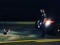 なんで職質されなあかんのや？道路に出没したニワトリ、警察の職質に非協力的な態度を見せる（アメリカ）
