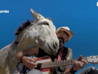 やさしい世界がここに。男性がギターを弾く時はいつも、そばに寄り添いうっとりするロバ