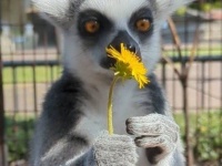 ワオキツネザルにタンポポを渡したら→こうなります　まさかの〝花の愛で方〟に4.3万人破顔「かわいい」