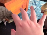 片手で2羽のオカメインコを愛でるには？「両手に花」ならぬ「両指に鳥」の極上あったかタイムをどうぞ
