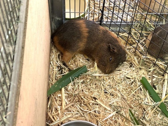 寝てるだけです（画像は広島市安佐動物公園の公式Xアカウントより、再掲）
