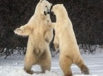 【貴重】ケンカをする２頭のシロクマが激写される！？