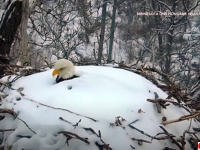 夫婦仲良く子育て。雪に埋もれながら卵を守っていたハクトウワシのメスがオスとバトンタッチ