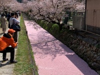 「鴨になって泳いでみたい」「上を歩いてみたくなる」　桜の季節にしか現れない「幻の道」が絶景すぎる