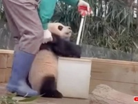 飼育員さん、手伝うよ！ちり取りにしがみついて掃除の邪魔をする子パンダちゃん