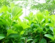 日本料理店で有毒植物『アジサイの葉』提供　食べた客が食中毒症状　配膳スタッフは「大葉」と誤った説明…