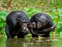 動物界での同性愛は自然なこと。チンパンジーの仲間、ボノボはほぼバイセクシャル