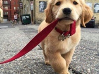 見てるだけで幸せになる。人類の永遠の親友、犬たちのほんわかジワっとする18枚の画像