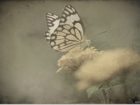Photo by Anil kumar B Bhatt, from Flickr