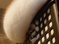 猫のほっぺをつついたら...　生まれてしまった〝魅惑の穴〟に12万人突入希望