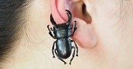 「オオクワガタに耳を挟まれよう！」　衝撃の昆虫アクセサリーが即完売→作者に思いを聞いた
