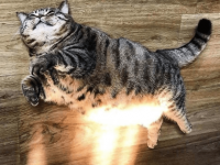 太陽の光をおなかに受けて日光浴している猫があまりにも眩しすぎたのでコラ職人頑張る