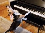 ピアノを弾きながら歌うワンちゃん。しかし思わぬ邪魔が入り…？