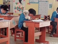 ひとりぼっちになってしまう愛犬を思いやる少年の願いを叶えた学校の教師