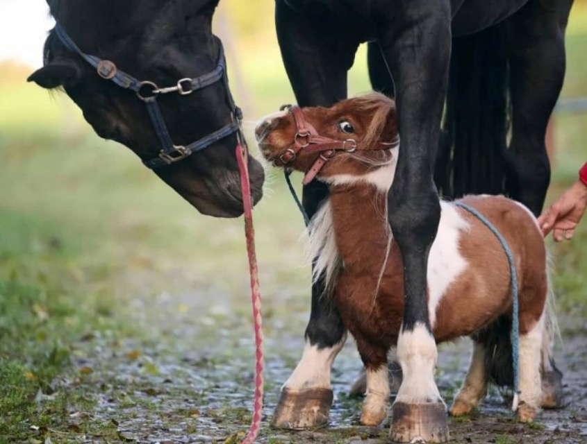 体高50cm。世界最小の馬としてギネス世界記録になるかもしれないシェトランドポニー