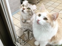 賢くてやさしい。飼い主の危機を察知し助けようとする、ペットたちの心温まるエピソード