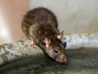 中国で急増するネズミによる被害。狙われるのは子どもたちばかりだ