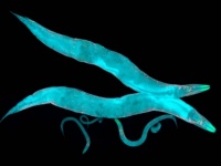 線虫はお互いのRNAを交換することで、記憶を共有することが判明