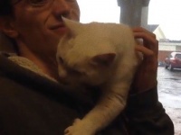 人間が猫を選ぶんじゃない。猫によって人間が選ばれるのだ。猫がロックオンした時の対応