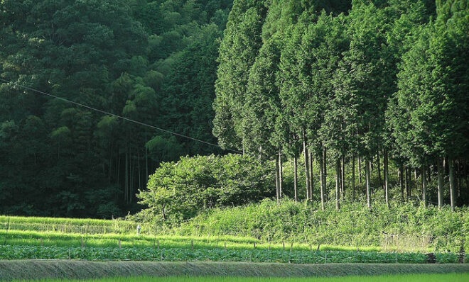 針葉樹の代表格であるヒノキの人工林_ウィキペディアより（イメージ）