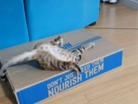 頭から全力でダイビング！ベンガルキャット、ダンボールに開けた穴に飛び込む遊びが止められニャい！